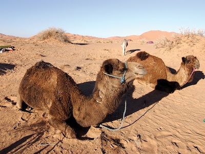 https://www.suntoursinternational.com/wp-content/uploads/2026/02/morocco-camels.jpg