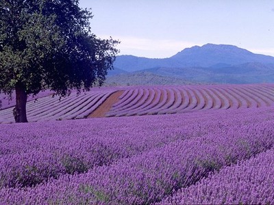 https://www.suntoursinternational.com/wp-content/uploads/2026/02/provence.jpg